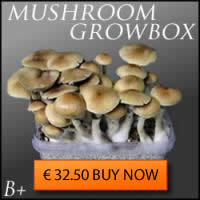 B+ magic mushrooms