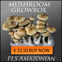 >Magic Mushroom